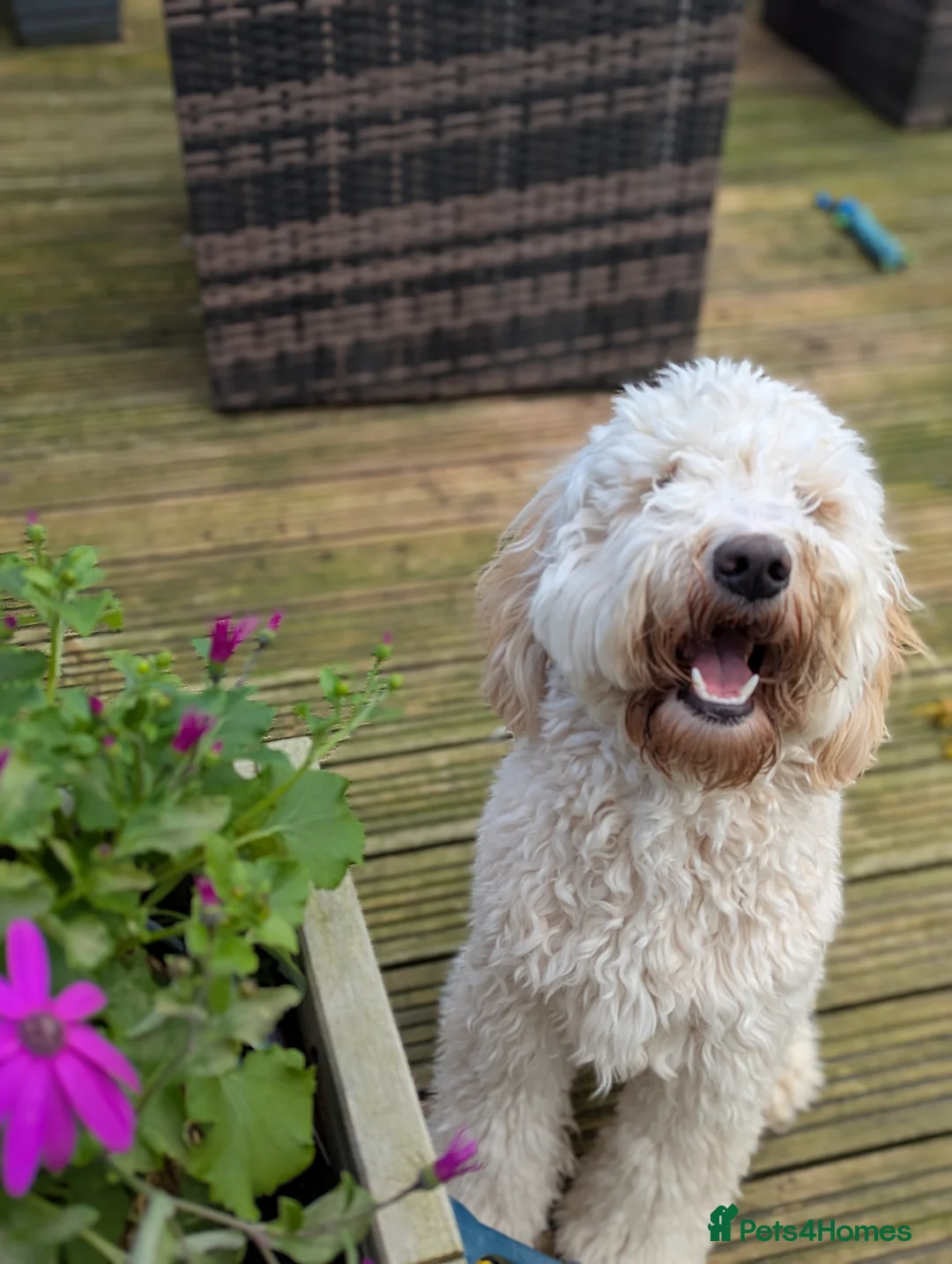 Mixed Breed dogs for sale: Australian Labradoodle/Cockapoo pups in Inverness - Advert 11