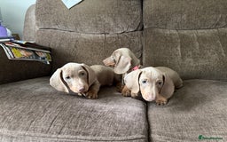 Dachshund dogs for sale: Miniature Dachshund Puppies for sale  - Image 2
