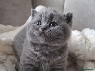 British Shorthair cats BSH Adorable Kittens Looking for a Loving Home - Advert 6