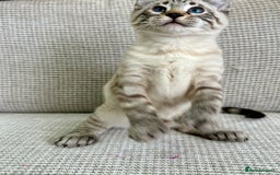 Savannah cats for sale: Awesome snow leopard Keetso male  - Image 12