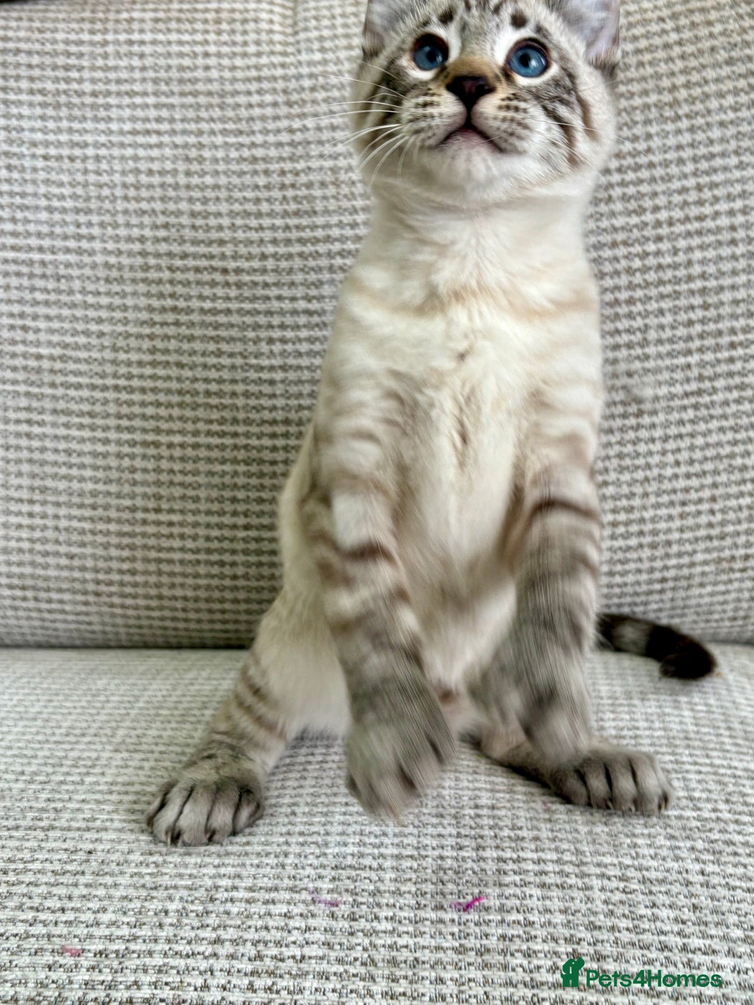 Savannah cats for sale: Awesome snow leopard Keetso male  - Image 12