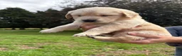 Golden Retriever dogs for sale: Beautiful chunky Golden Retriever puppies for sale in Welshpool - Advert 5