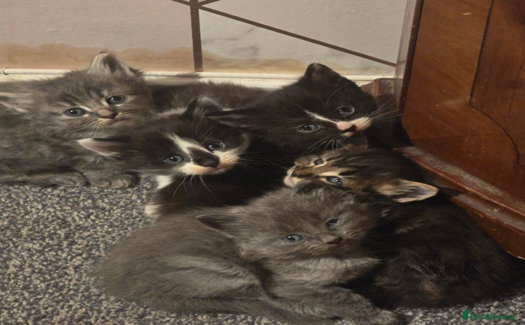Mixed Breed cats - Advert 11
