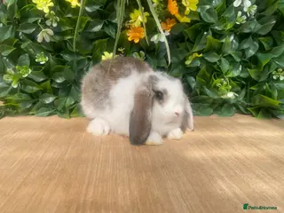 Mini Lop rabbits Mini lops ready now 8 weeks old - Advert 13
