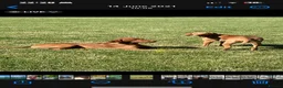 Hungarian Vizsla dogs for sale: Gorgeous Vizsla puppies (DOB18/4) 2 girls, 2 boys - Advert 13