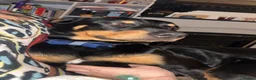 Mixed Breed dogs for sale: Athena x Ares Puppies – Not for Everyone in Manchester - Advert 7