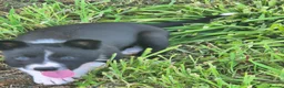 Border Collie dogs for sale: Border collie pups looking for new home - Advert 21