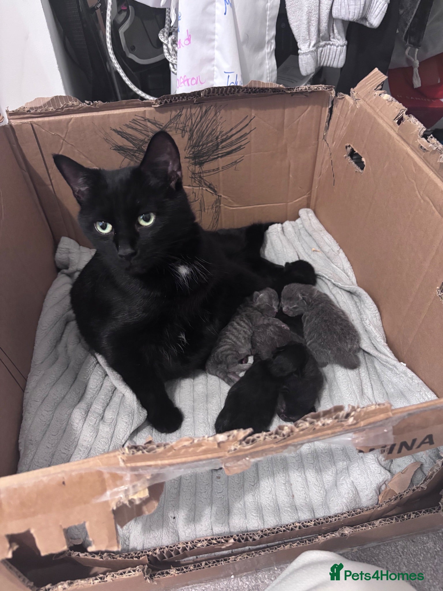 Mixed Breed cats 4 kittens for sale  - Advert 1