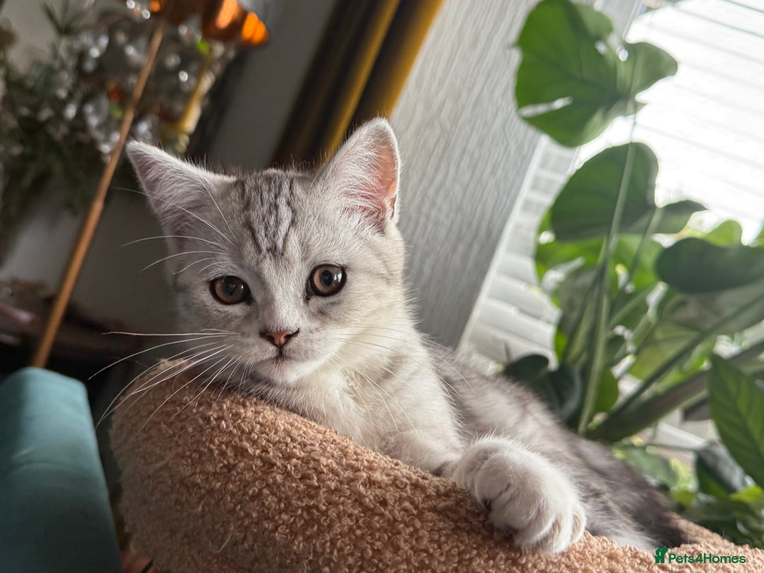 Persian cats for sale: Half Persian Beautiful Kittens  - Image 8