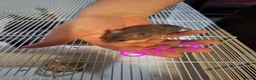 Rat rodents for sale: Baby fancy rats male and female  - Advert 10