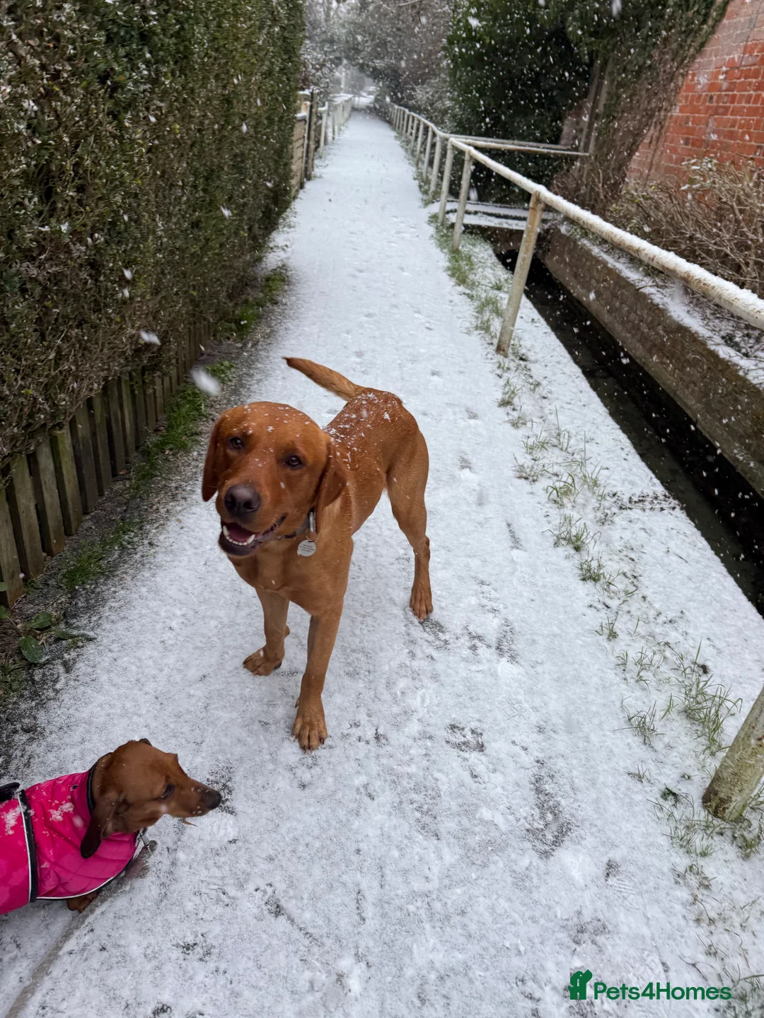 Labrador Retriever dogs for sale: Ex working Fox Red Labrador - Stanley - Advert 3