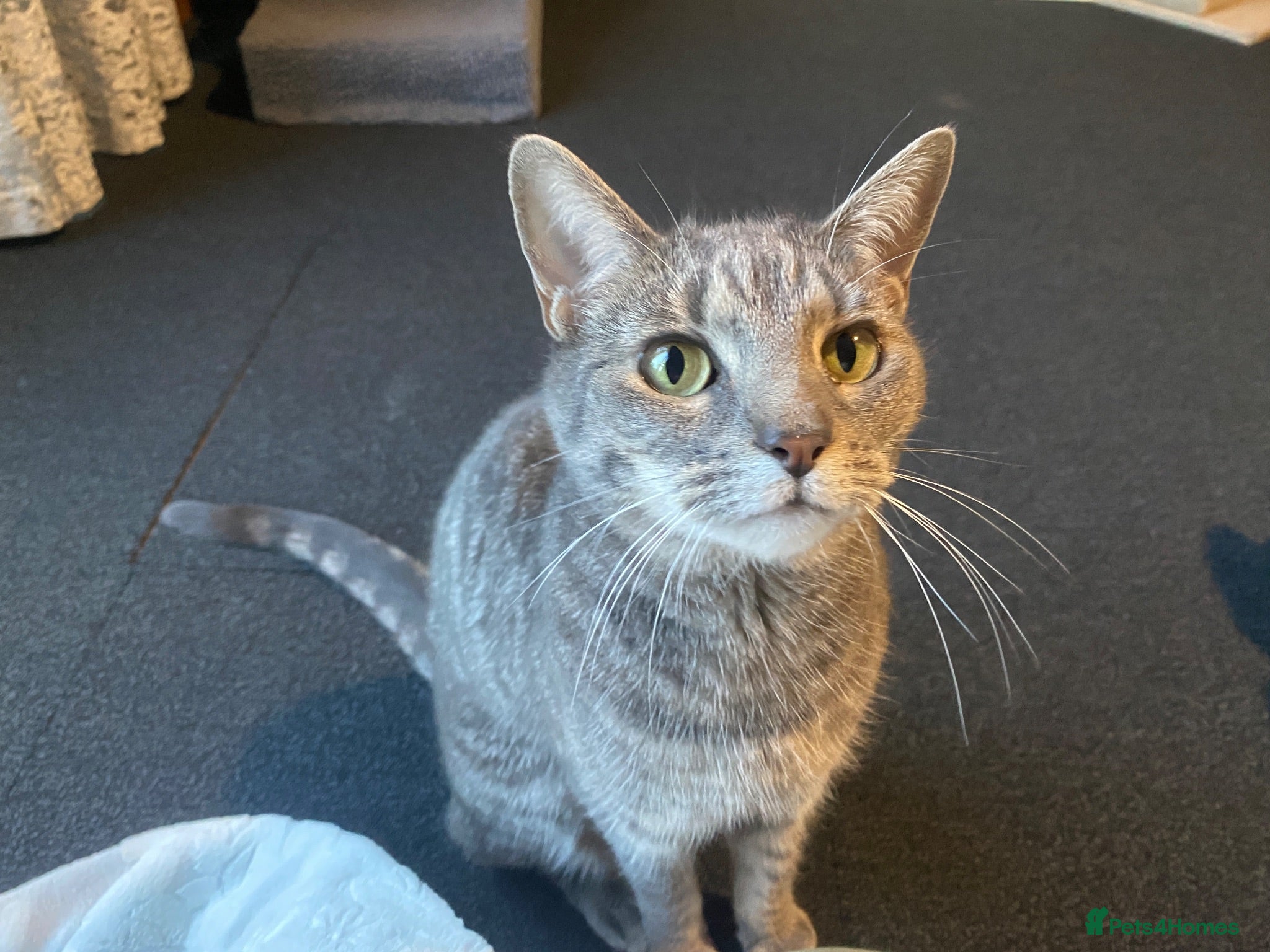 British Shorthair cats 3 year old female cat - Advert 1