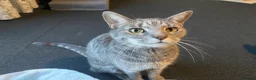 British Shorthair cats for sale: 3 year old female cat - Advert 1