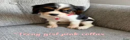 Cavalier King Charles Spaniel dogs for sale: Cavalier King Charles puppies  - Advert 14