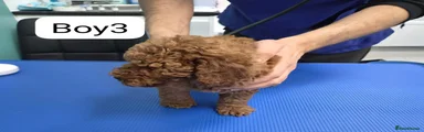 Miniature Poodle 3