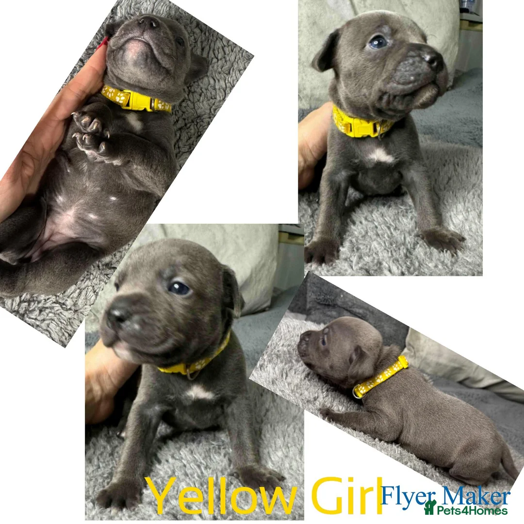 Staffordshire Bull Terrier dogs for sale: Staffy puppy for sale - Advert 27