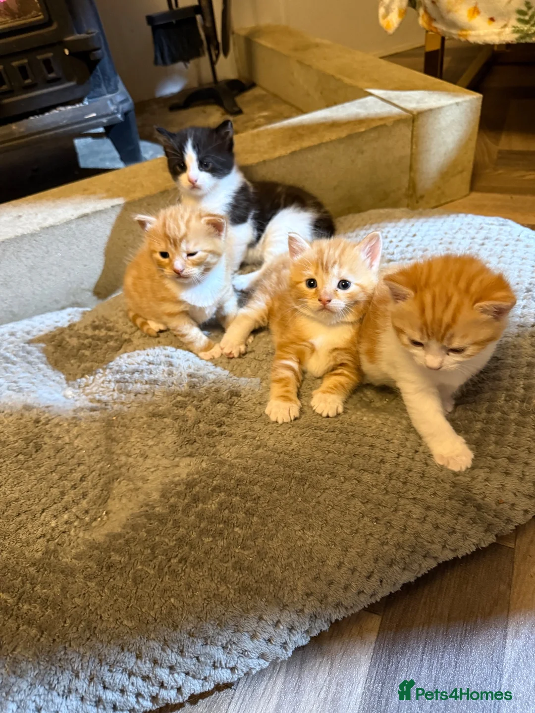 Mixed Breed cats for sale: 4 beautiful male kittens in Halifax - Advert 3