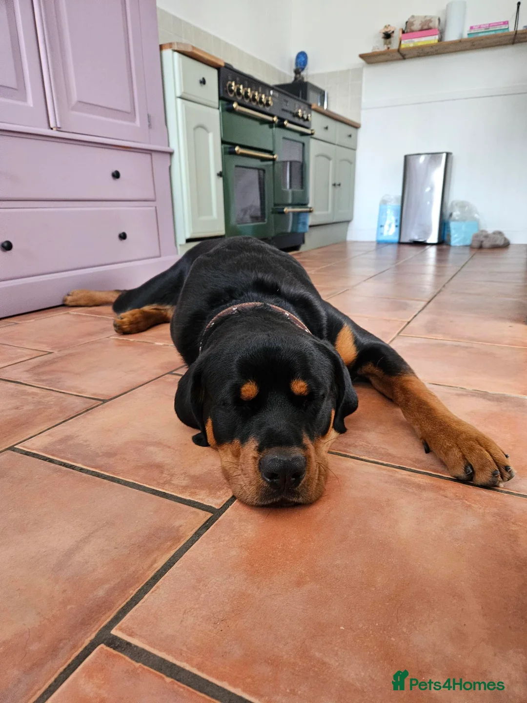 Rottweiler dogs for sale: Regrettable Sale in Bury Saint Edmunds - Advert 6