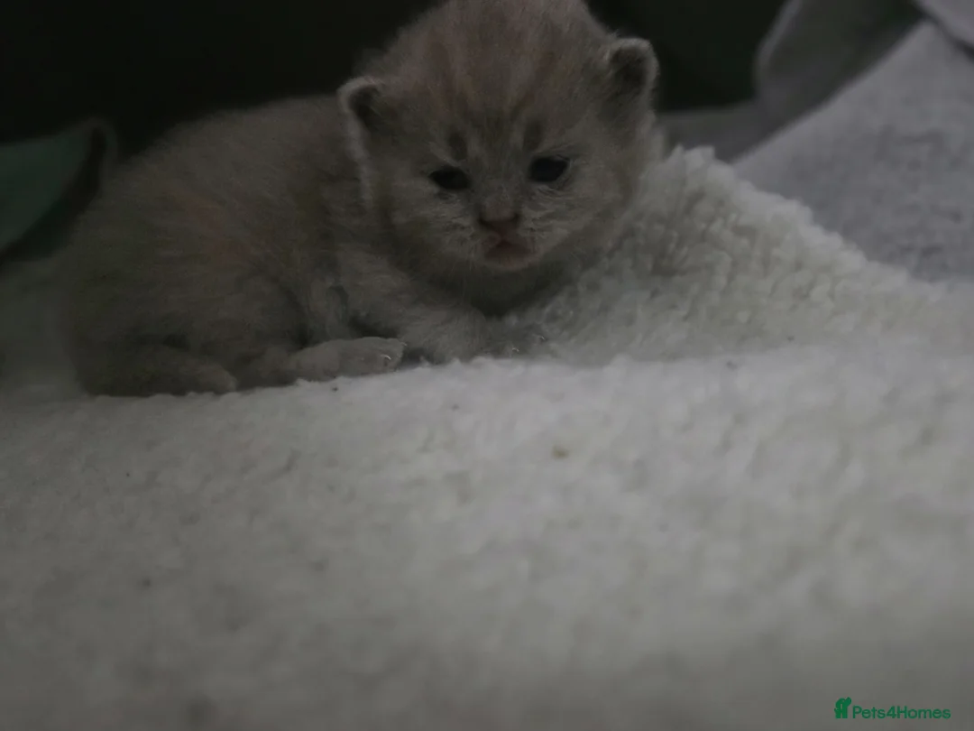 British Shorthair cats for sale: Beautiful BSH Kittens  - Advert 2