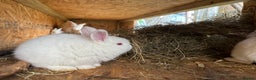 New Zealand rabbits for sale: Rabbits White New Zealand for Sale in Mountain Ash - Advert 8