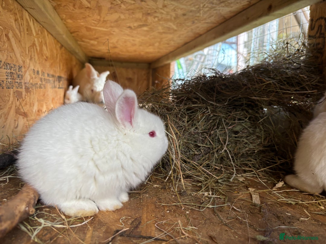 New Zealand rabbits for sale: Rabbits White New Zealand for Sale in Mountain Ash - Advert 8