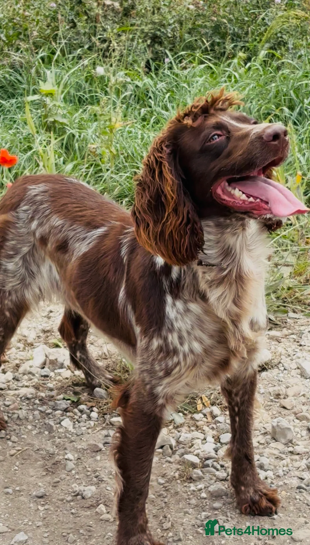 English Springer Spaniel dogs for sale: Springer spaniel puppies  - Advert 1