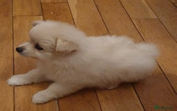 Pomeranian dogs for sale: Pomeranian pups  - Image 9