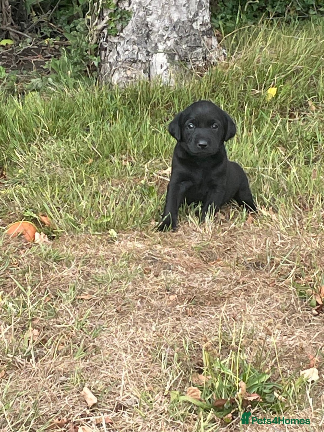Labrador Retriever dogs for sale: Labrador Pups for sale in Fittleworth - Image 5