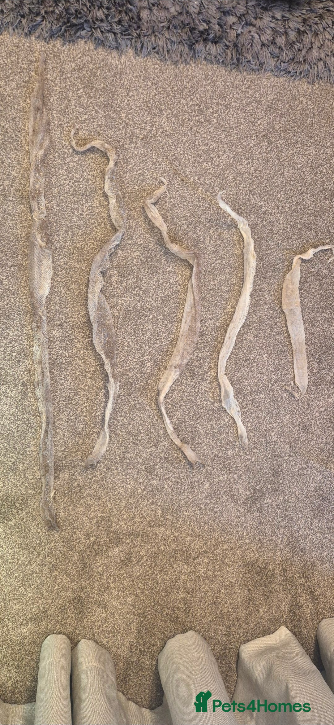 Python Snake reptiles for sale: Female ball python  - Advert 4