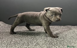 Staffordshire Bull Terrier dogs for sale: KC reg blue staffordshire bull terrier - Image 9
