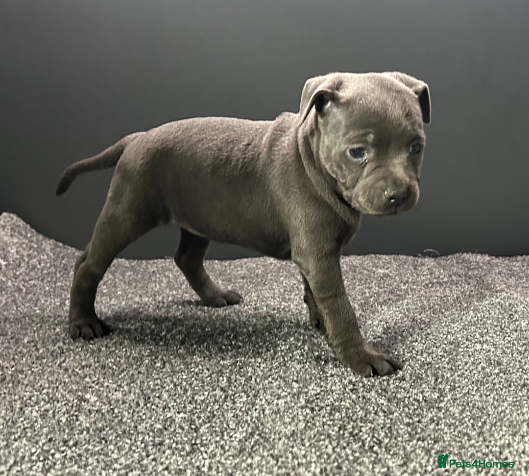 Staffordshire Bull Terrier dogs for sale: KC reg blue staffordshire bull terrier - Image 9