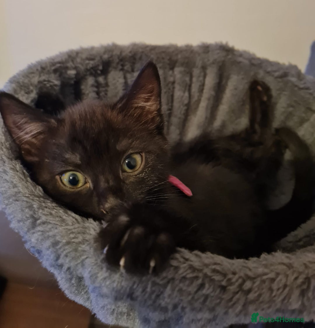 Mixed Breed cats for sale: 6 lovely devils are urgently looking for a human - Image 5