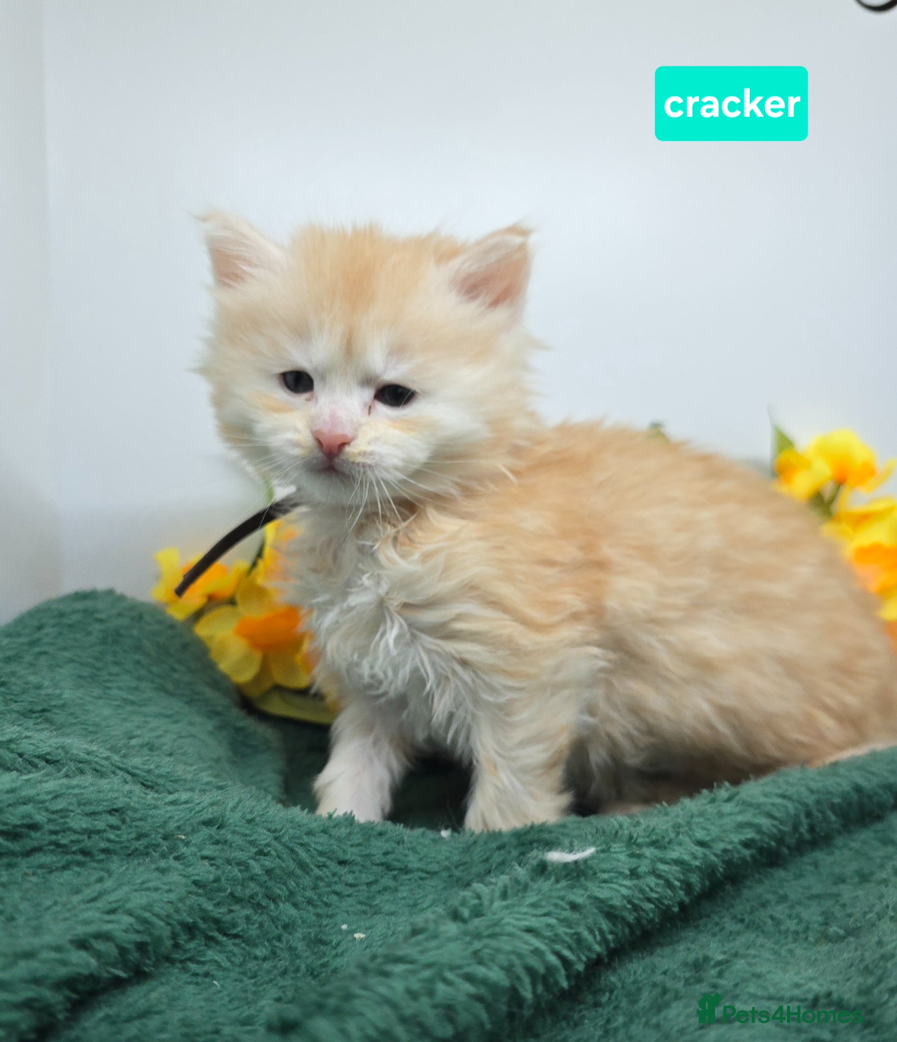 Maine Coon cats Amazing XXL Red & Cream Silver Boys Maine Coons - Advert 3