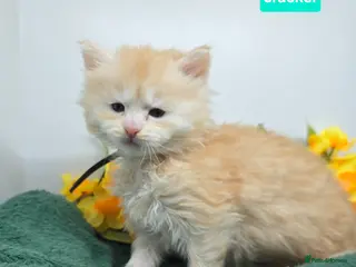 Maine Coon cats Amazing XXL Red & Cream Silver Boys Maine Coons - Advert 3