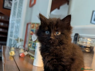 Mixed Breed cats Beautiful little girl - Advert 1