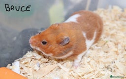 Hamster rodents for sale: Syrian Hamsters - various ages and cage - Image 5