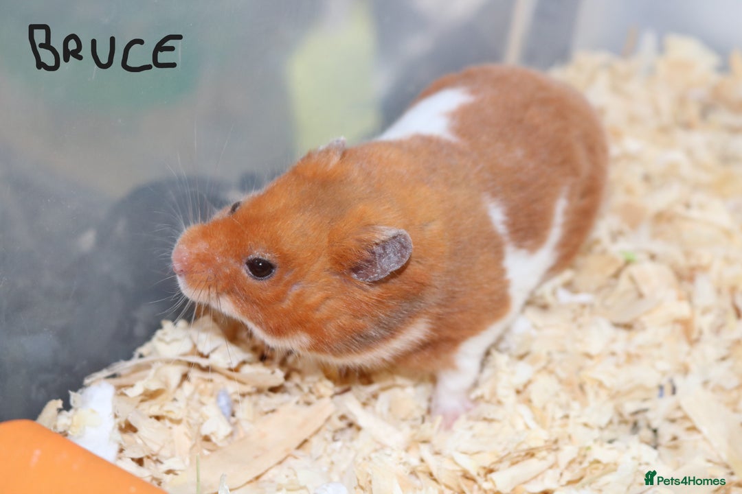 Hamster rodents for sale: Syrian Hamsters - various ages and cage - Image 5