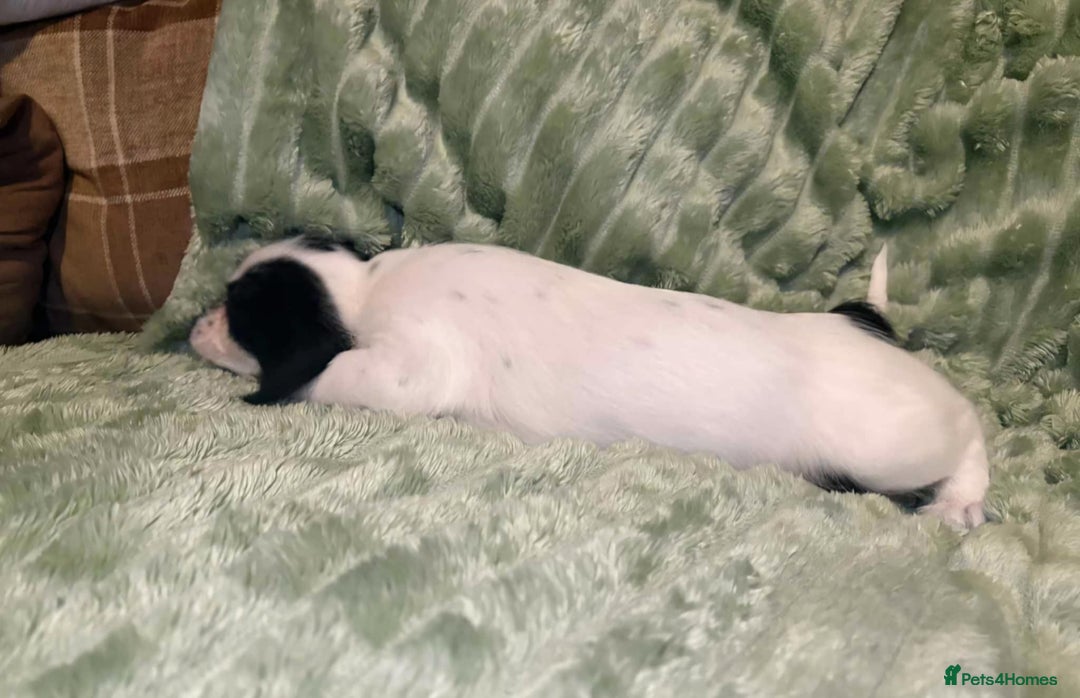 Mixed Breed dogs for sale: Schweenie pups - Advert 5