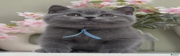 British Shorthair cats for sale: Gorgeous British Kittens - Advert 3
