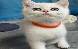 British Shorthair cats for sale: British shorthair golden, silver TICA - Image 9