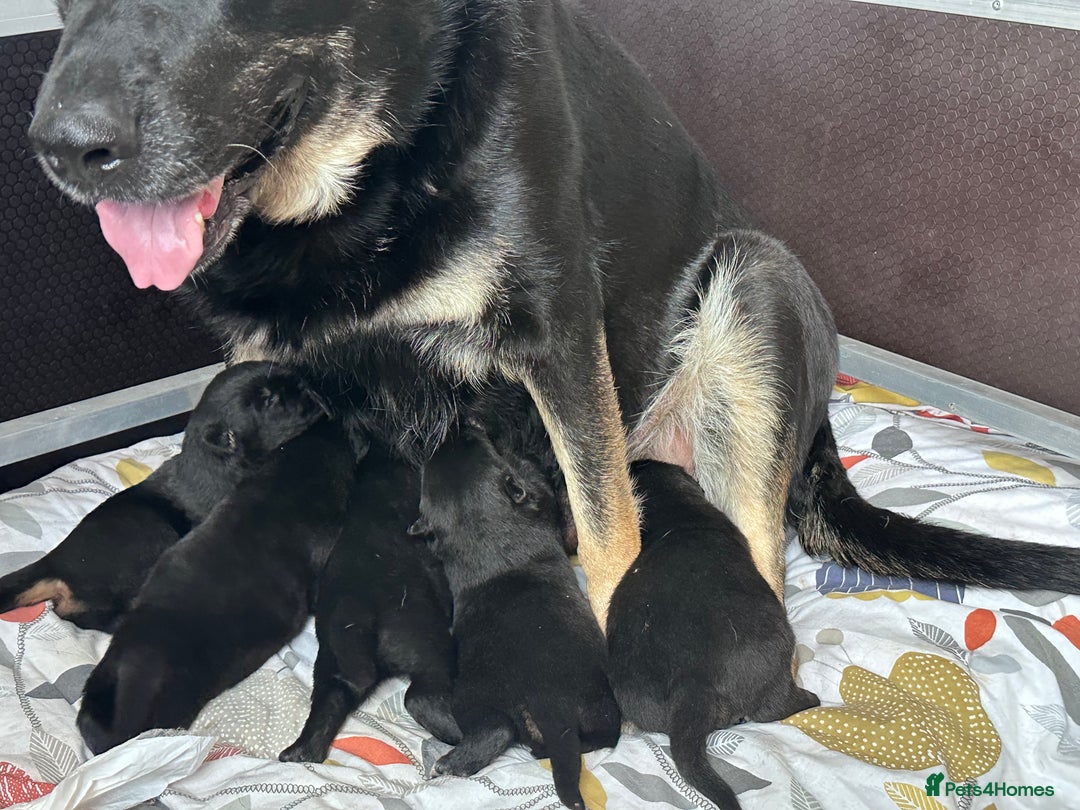 German Shepherd dogs for sale: FIVE EXCLUSIVE GSD PUPS, HOME RARED AND BRED. - Advert 7