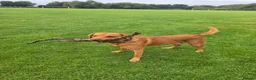 Labrador Retriever dogs for stud: Bruce - Advert 7