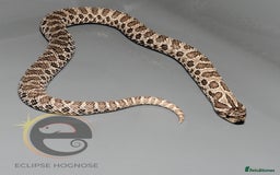 Snake reptiles for sale: Hognose snakes  - Image 17