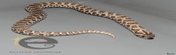 Snake reptiles for sale: Hognose snakes  - Advert 17