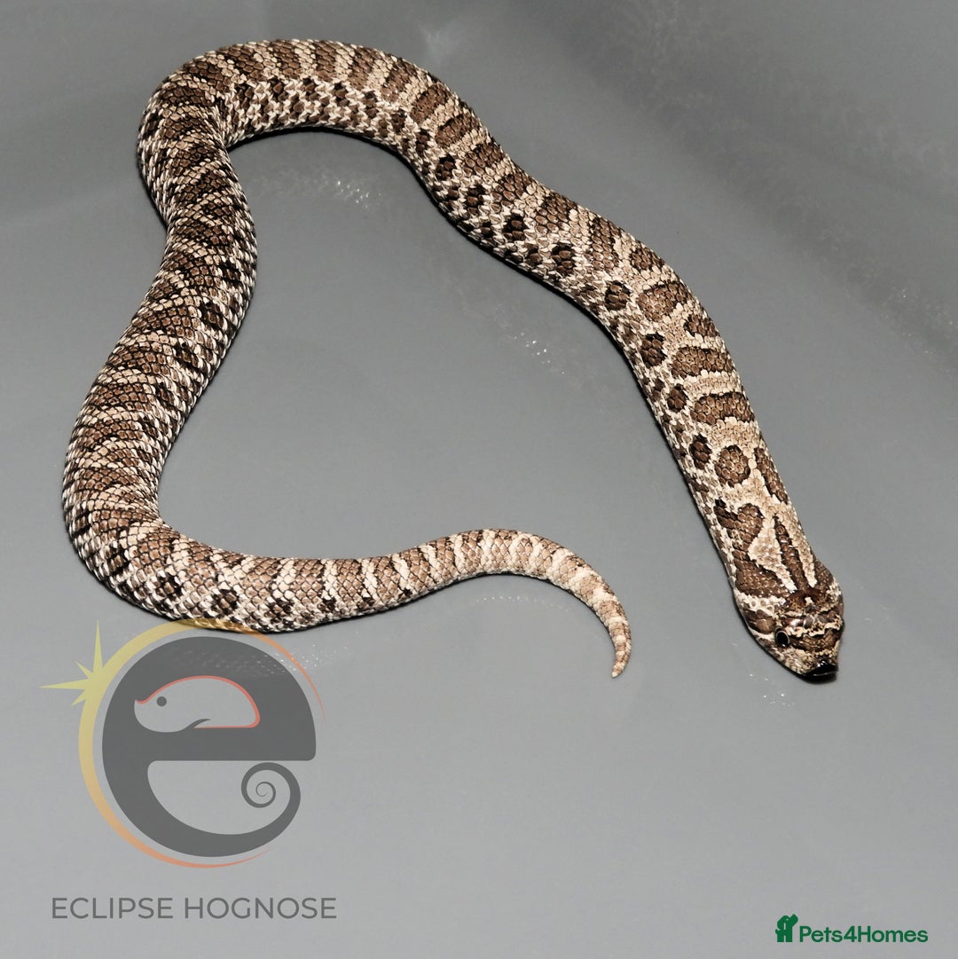 Snake reptiles for sale: Hognose snakes  - Image 17