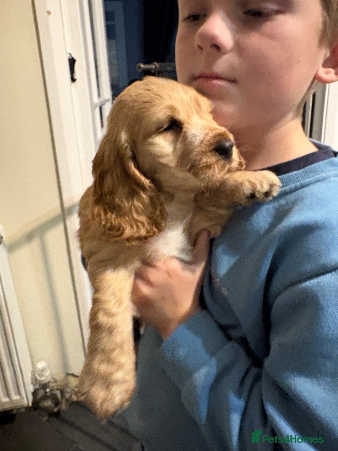 Cocker Spaniel dogs for sale: Gorgeous cocker spaniel puppy’s  - Image 4