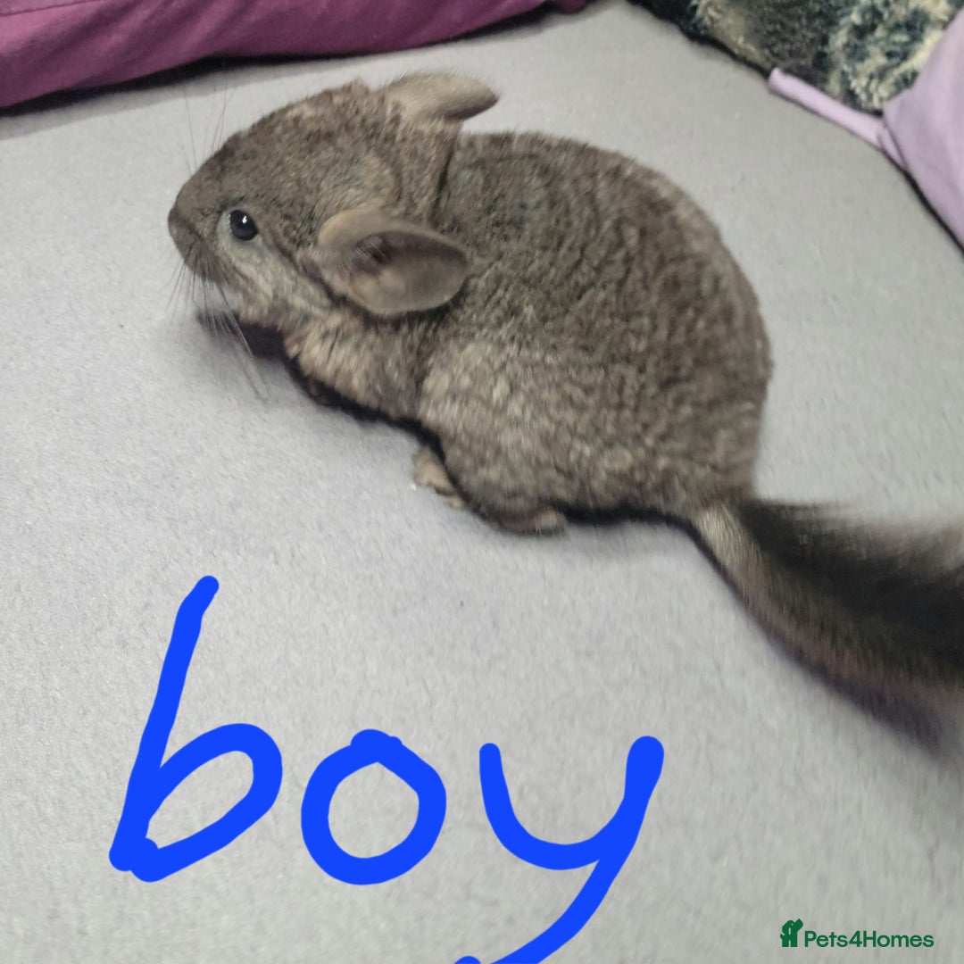 Chinchilla rodents for sale: Various baby chinchillas for sale - Image 2