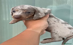 Miniature Dachshund dogs for sale: Isabella and tan dapple miniature dachshunds - Image 20