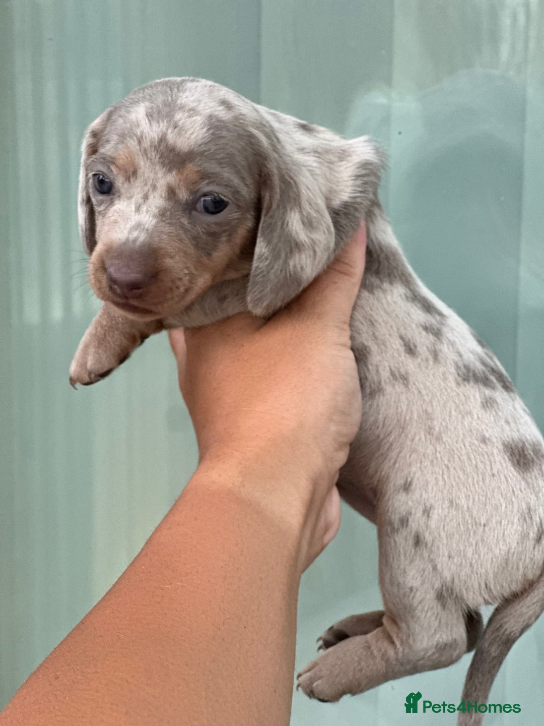 Miniature Dachshund dogs for sale: Isabella and tan dapple miniature dachshunds - Image 20