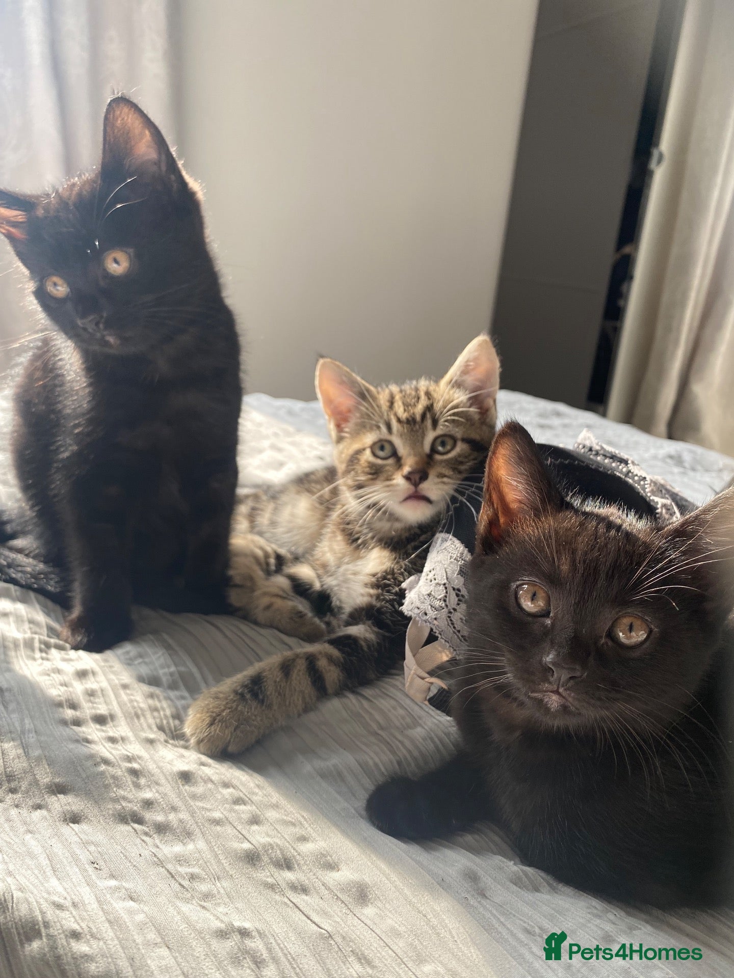 British Shorthair cats Beautiful kittens ready now - Advert 3